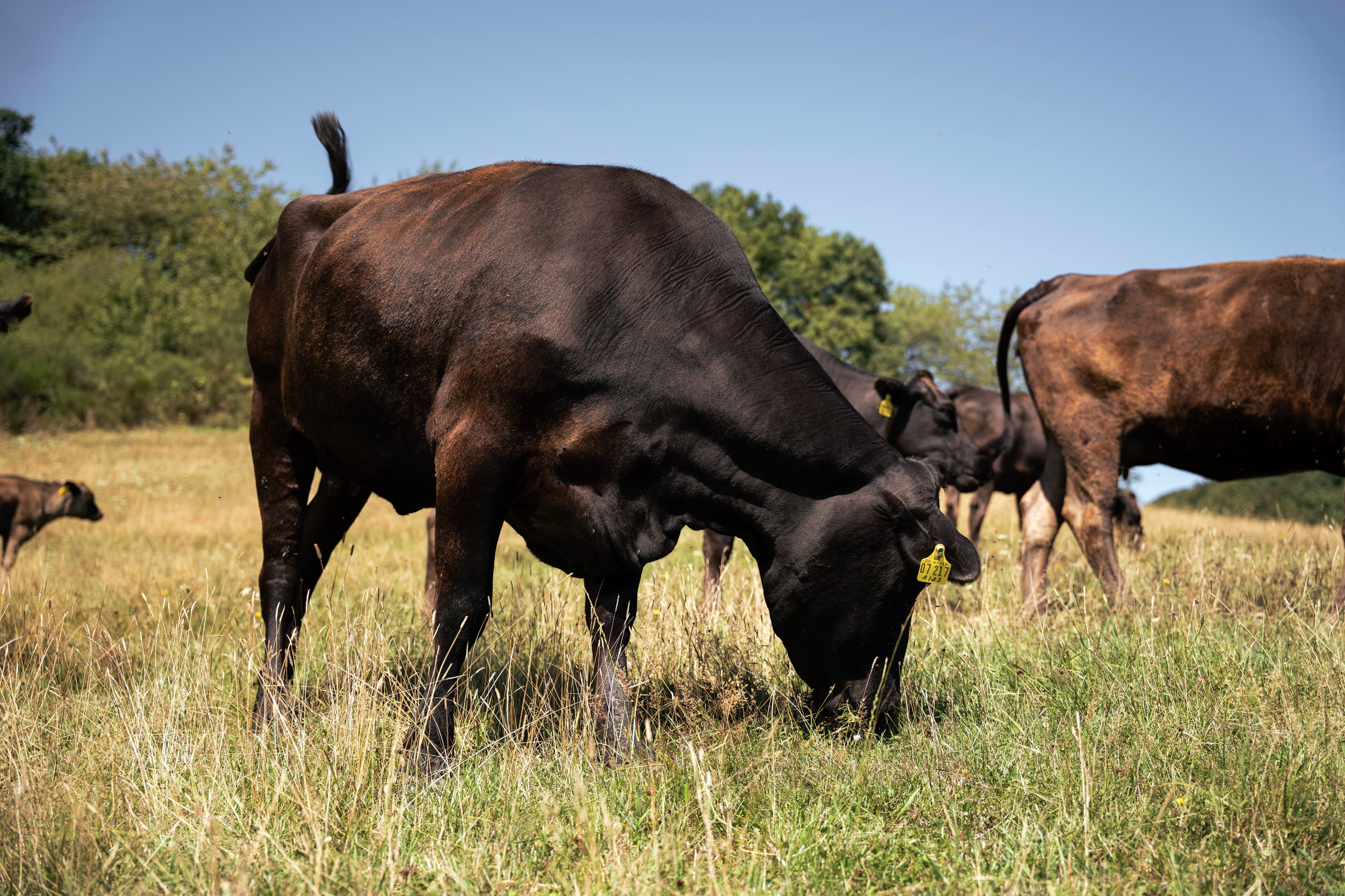 wagyu-beef-pasture-neuss