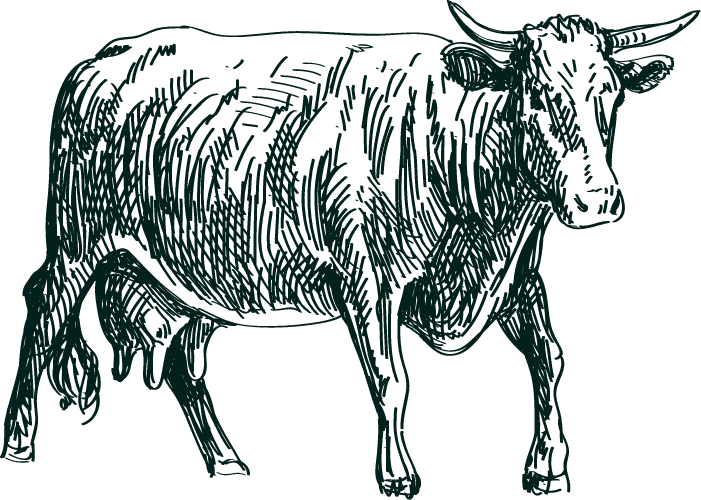 cow-illustration