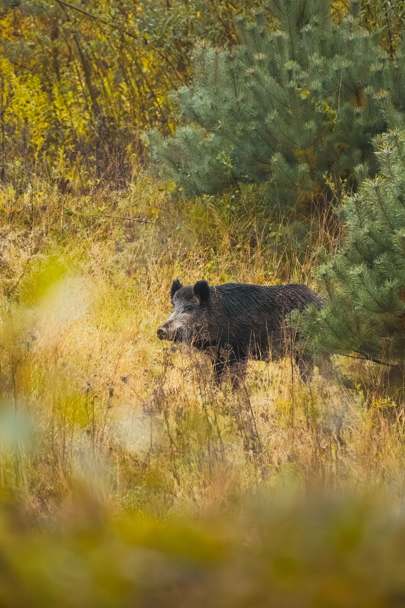 pork