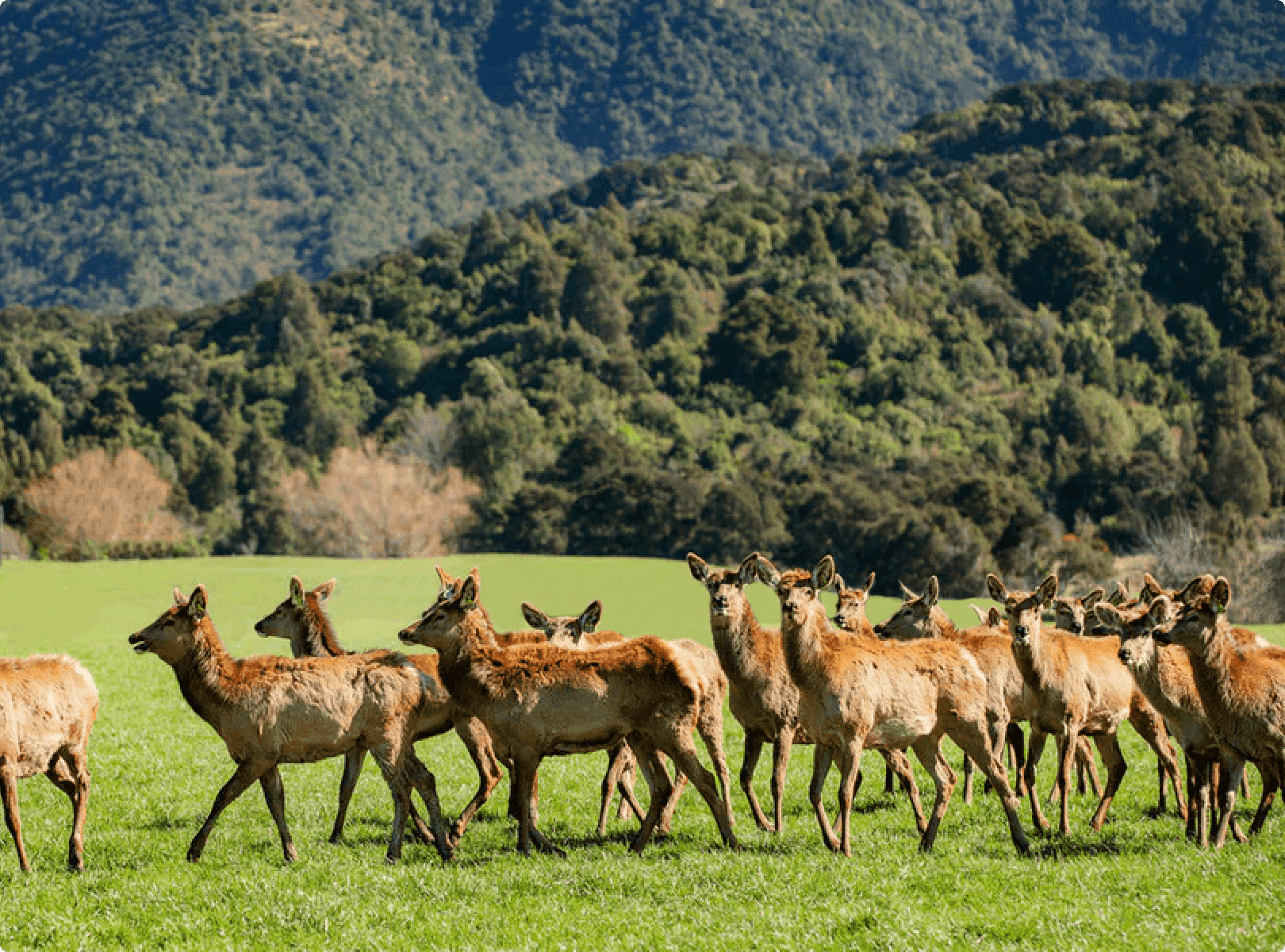 rehe