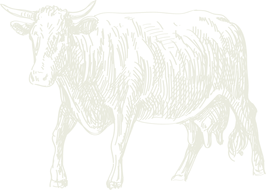 cow-illustration