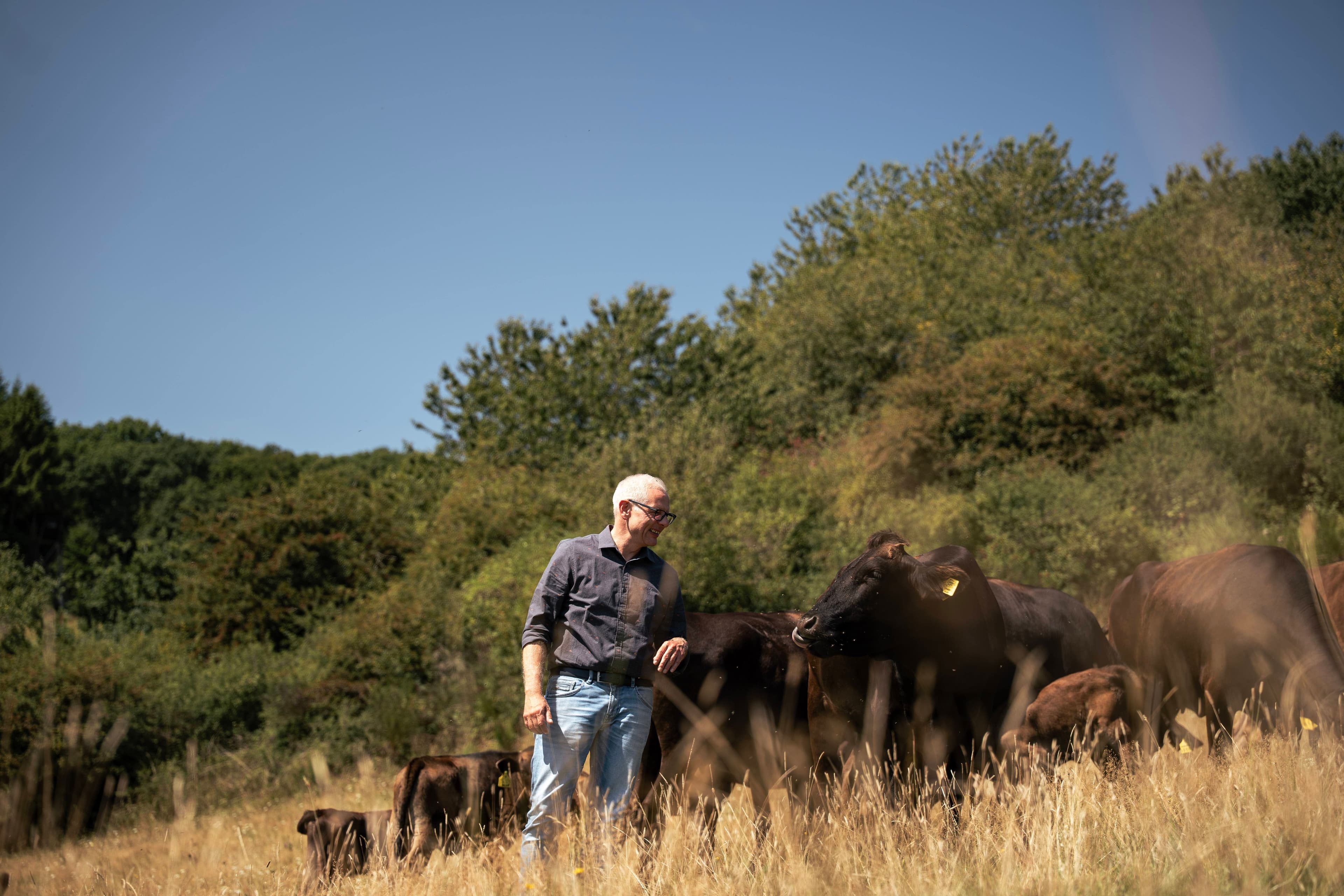 wagyu-cattle-illustration-farms-meat