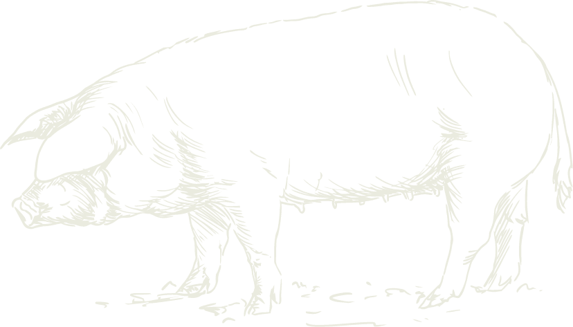 pig