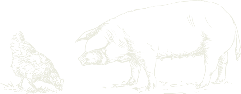 pig-chicken