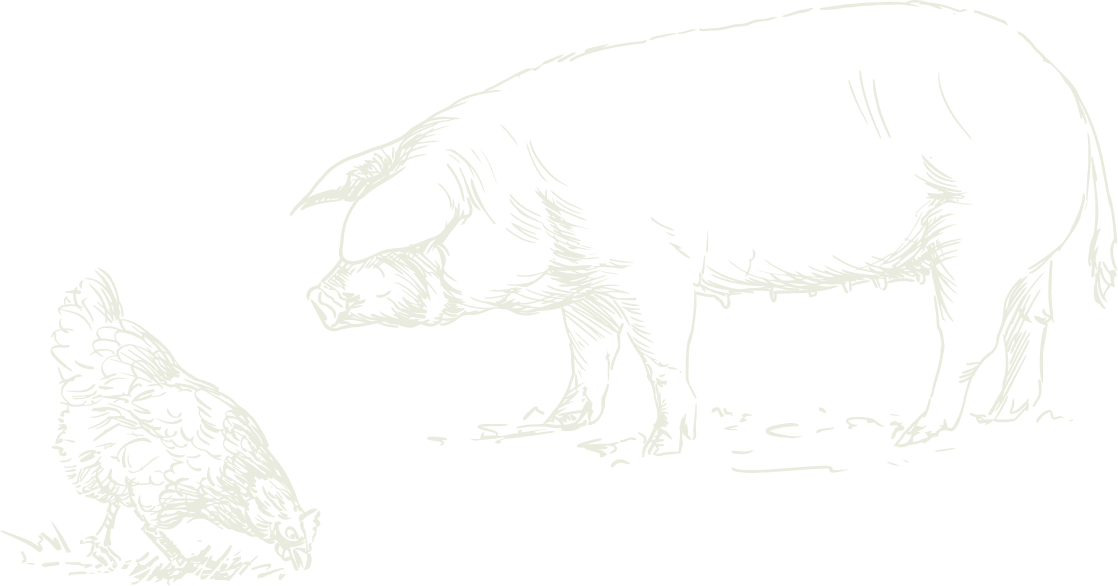 pig_chicken