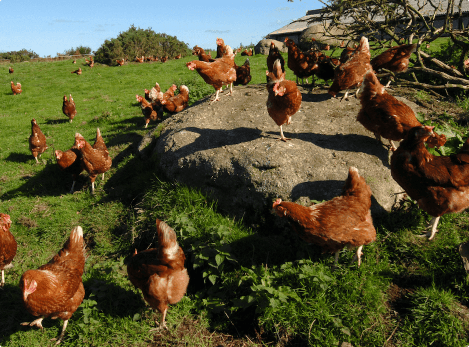 poultry